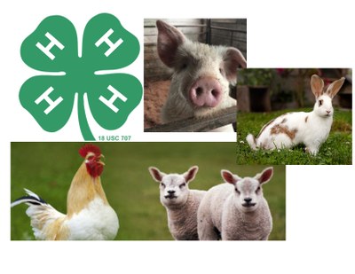 4-H Farm Petting Zoo 4-H Farm Petting Zoo